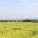 청보리목장 이미지