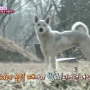 들개농장 이미지