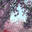 완산-4 | 전주 완산칠봉꽃동산 겹벚꽃 4/19기준 만개 저녁 방문 꿀팁 후기 주차 일몰 야간 조명