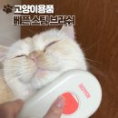 고양이 빗 베픈 스팀브러쉬 사용 후기