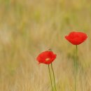 내동마을 이미지