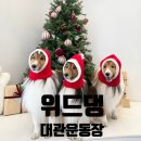 위드댕 | 용인 위드댕 경기도 강아지 대관운동장 재방문