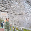 시민의숲산책로1-11 | 서울 벚꽃 명소 개화시기 포토존 여의도 벚꽃 축제 석촌호수 서울숲 TOP6