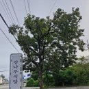자미가식당 | 아주 시원하고 칼칼한 황태콩나물해장국 / 양양 감나무식당