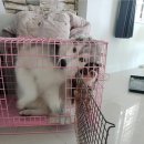 오늘카레 이미지