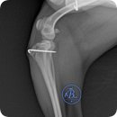 잠실베스트동물병원 수술재활센터 이미지