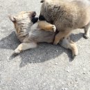 솔염소농장 이미지