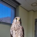 경기도 야생동물 구조관리센터 이미지