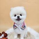 복이네 애견 미용 이미지