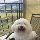 이로운 동물약국 | 강아지 만성신부전 Q&amp;A (전문가x, 치료하며 알게 된 정보 정리)