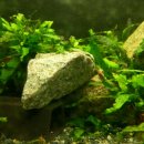 팬더 짜장마당 이미지