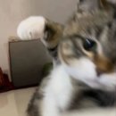 솜방망이 이미지