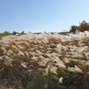충주 목계솔밭 야영장_무료치고 너무좋았던 충주 노지캠핑장, 무료캠핑장, 선착순 캠핑장 찾으시면 핵...