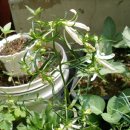 홍사초롱 이미지