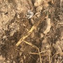 흙뿌리 농장 이미지