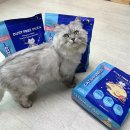 펫몽 | 펫몽 고양이 벤토나이트 모래 캣츠몽 사용후기!