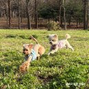 바이오생활 | 강아지슬개골탈구 예방하려고 먹여 본 관절영양제 세인트바이오랩스 후기