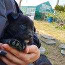 까망 곰 젤리 이미지