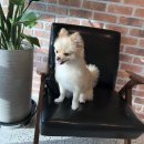 피터펫카페 이미지