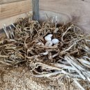 자연부화장 이미지