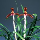 길상(吉祥) 이미지