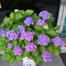 수원-1957 이미지