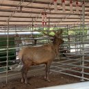 진사슴농장 이미지