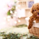 몽몽이하우스 인천연수점 | 인천강아지분양 몽몽이하우스 인천연수점 깔끔하고 쾌적한 곳