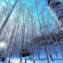 원대리 자작나무숲 이미지