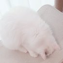고양이간식추천 킴스패밀리 이빨과자 헤어볼케어&amp;요로케어