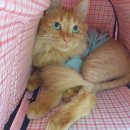 고양이 주택 이미지