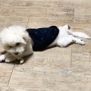 전주강아지분양 미니퍼피 가정견사 직영 | 미니퍼피 강아지분양 가정견사 전주직영점 방문후기