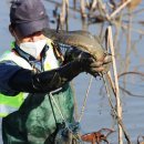 가래치기 이미지