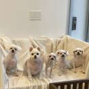 그루밍 모먼트 이미지