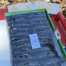 송촌꼬마김밥 | 여수 죽림 맛집 송촌꼬마김밥 특대 48개 포장 후기｜아이 간식·나들이 김밥 추천 🥢💛 (내돈내산)