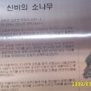 신비의소나무 앞 이미지