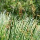 큰고랭이( Scirpus lacustris Linn.) 이미지