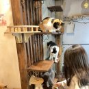 청주고양이입양지원센터 애니멀공화국 이미지