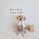 댕댕이묭실