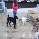 부산애견팡팡 이미지