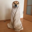 플란타