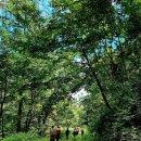 22.9.20.고래산 임도 숲길(청산이 찍음) 이미지