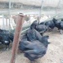 오골계식당 이미지