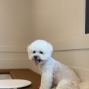 멍보드레 이미지