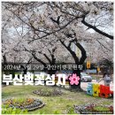 남천동 삼익비치 301동 앞 자전거대여소 | 수영구 벚꽃성지 남천 삼익비치 벚꽃현황 24년3월29일~ 주말 절정🌸(ft.남천동 무료자전거대여소...