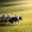 도그의 품격 | 와인닷컴이 뽑은 2026년 최고의 베스트 가성비 와인 Top 3 뉴월드 쇼비뇽블랑 화이트와인추천 이마트...