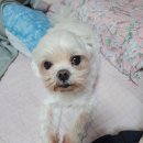 몽띠끄 이미지