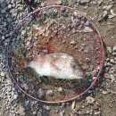 낚시터민박 | 우리 가족은 낚시가 좋아_정성레저낚시터 다녀온 후기