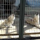 *오사카 천왕사 동물원 늑대 우는소리 한번 들어보세요,* 이미지