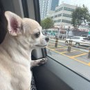 미엘호텔 | 9월의 속초, 속초 반려견 동반 1박 2일 일정 공유 (미엘파티세리, 라헬의부엌, 진숯불닭갈비, 바다제면...